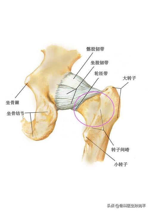 大转子(也称大粗隆)股骨小转子(也称小粗隆),也是髋部重要的解剖结构