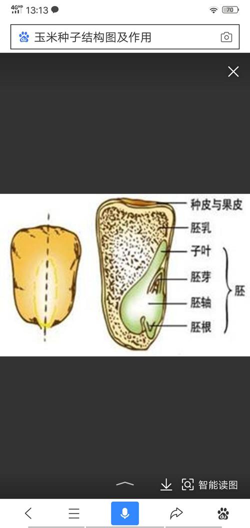 玉米因为有胚乳,只有一片子叶,所以被称为单子叶植物.