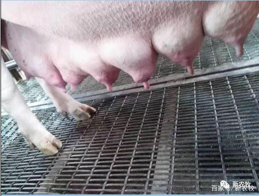 《母猪精准饲养关键技术》系列之一