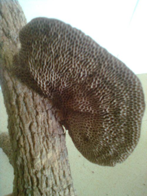 它是长在龙眼树上的,外观有点类似灵芝,它的中文学名是什么?