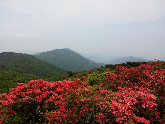 大雷山杜鹃花正灿烂