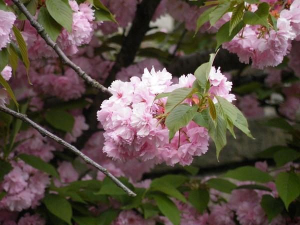 樱,关山,蔷薇科樱属