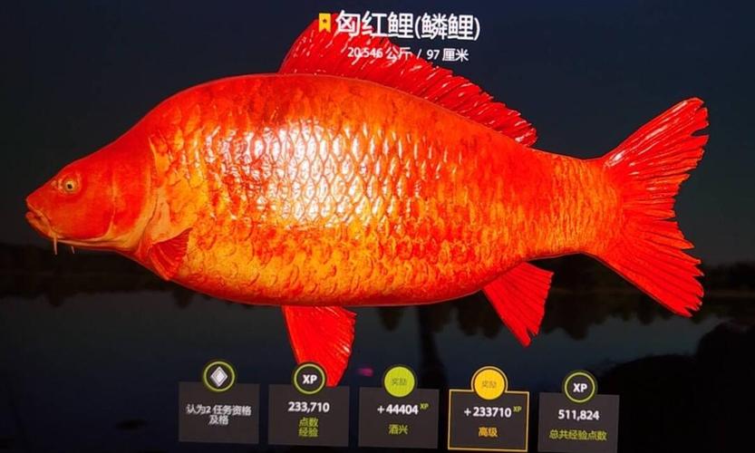 琥珀湖更新后的稀有:星框形人面 大革鲤人面 星红鲤鱼 周榜第三白化