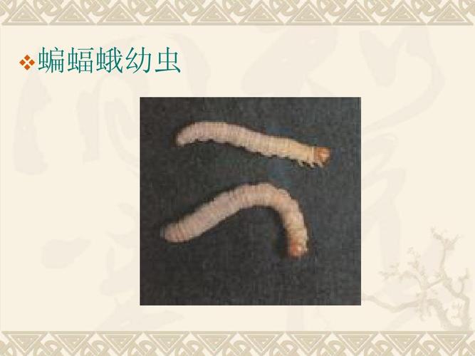 蝙蝠蛾幼虫