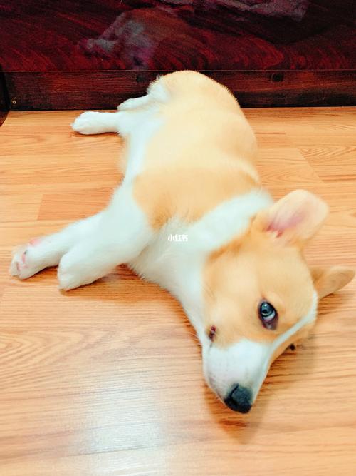 我的98小柯基宝宝男生 4个月大了 可爱93_柯基_corgi怎么样_柯基