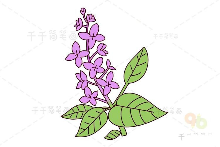 丁香花简笔画 花朵儿童画