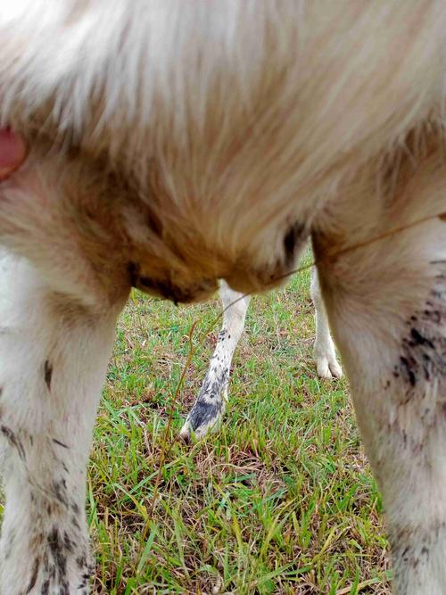 山羊的前腿肿出现浓前胸也是不知道怎么了麻烦您看一下