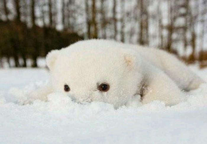 北极熊也来卖萌