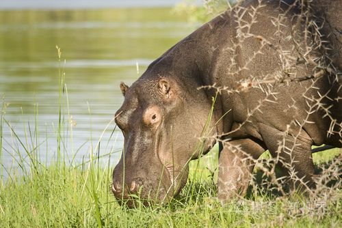 在河边吃草,克鲁格国家公园,南非野生河马照片-正版1j