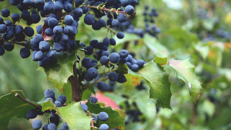 蓝莓图片大全-花卉壁纸-高清花卉图片-第10图-娟娟壁纸