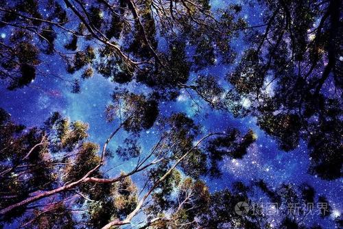 桉树树檐遮蓝夜空