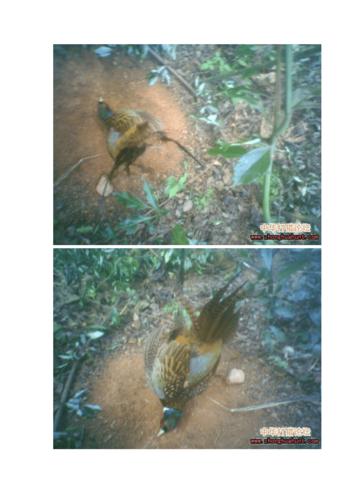 吊脚套的简单下套法.doc 13页