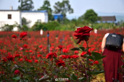 高清走进仁寿蝶彩花卉园送你一片玫瑰海
