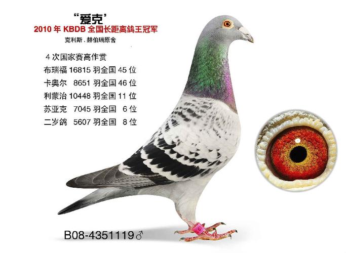 开尔鸽业第二期 搜鸽网网络特供 【考夫曼小迪克】直孙&【盖比闪电号