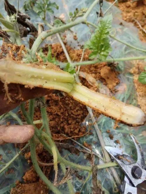 一大波西瓜病害图谱来袭!看图识病,不怕再认错了