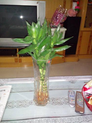 这是什么花,会开花吗?