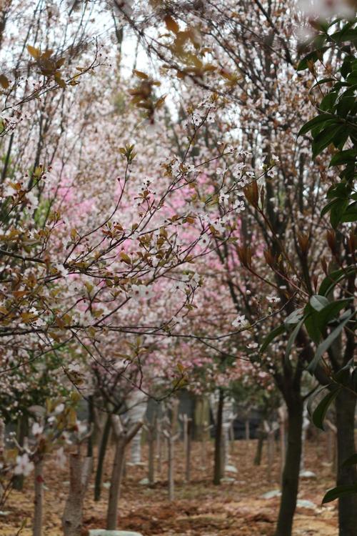 精贵州平坝农场万亩樱花园