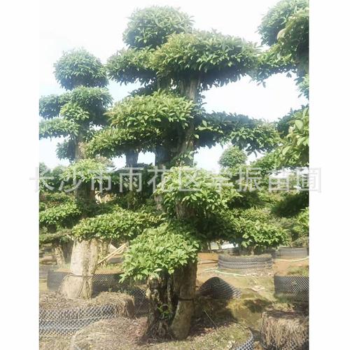 苗圃椤木石楠桩造型景观树椤木石楠桩基地供应欢迎先购