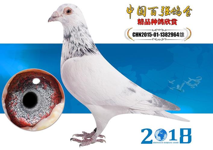 信鸽在线拍卖平台 - 中国信鸽信息网