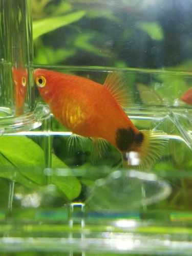 米奇鱼是不是要生了,肚子里面能看见有一个过个的黑色