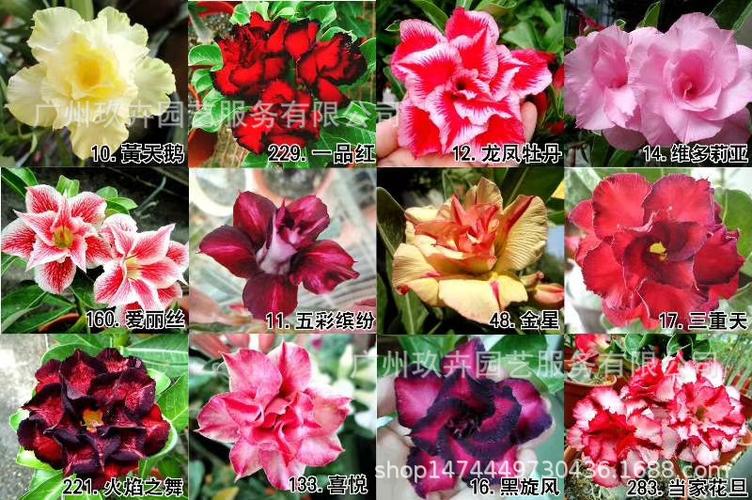 5寸台湾沙漠玫瑰(规格多)观花盆栽室内外盆栽 基地直销