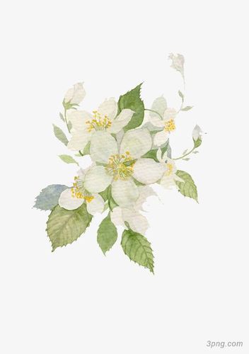 水彩栀子花png素材透明免抠图片-装饰效果