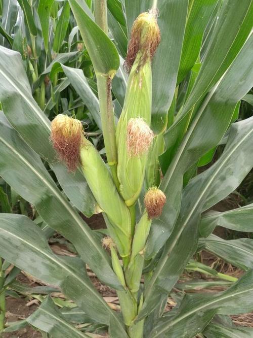 玉米多穗怎么回事?