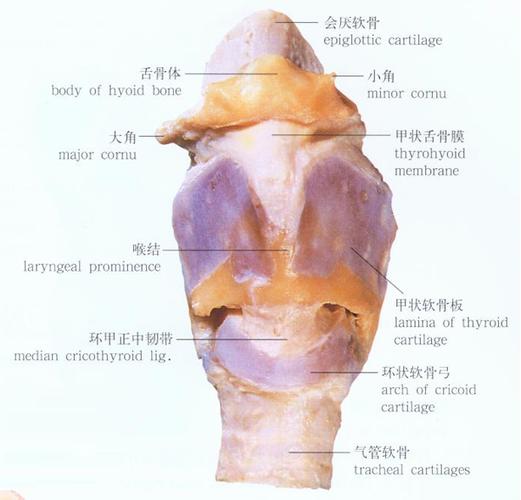 喉软骨的介绍