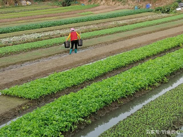 乡村菜园