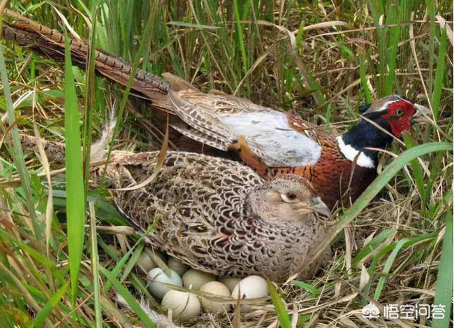 农村其他动物越来越少,可是野鸡越来越多,这是为什么呢?