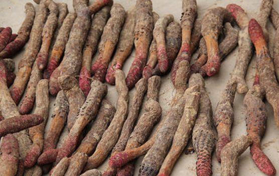 肉苁蓉的功效与作用吃肉苁蓉壮阳多久见效