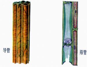 如何区分导管和筛管 求图解!谢谢