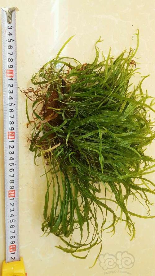 黑木蕨30厘米宽,128元顺丰到付.泡沫箱包装,北方不发货.