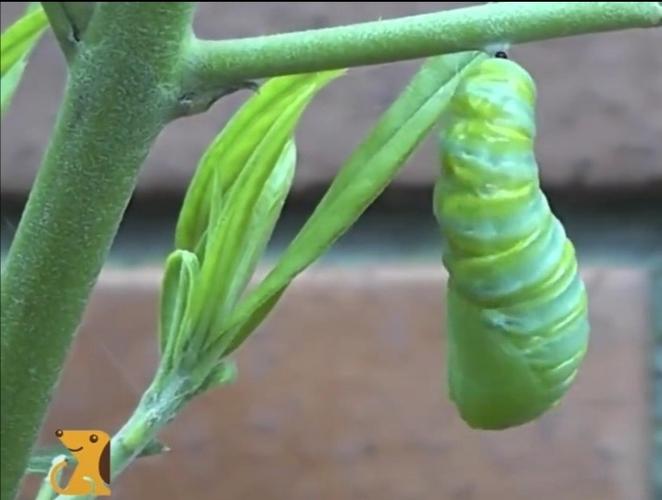 毛毛虫结好蛹之后自己去了哪里?(蛹里)