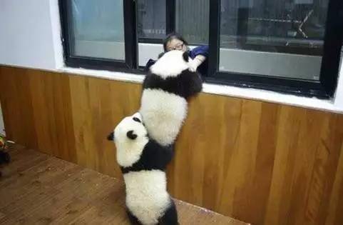 大熊猫来啦!鄂尔多斯全城迎接七巧,七喜!(附熊
