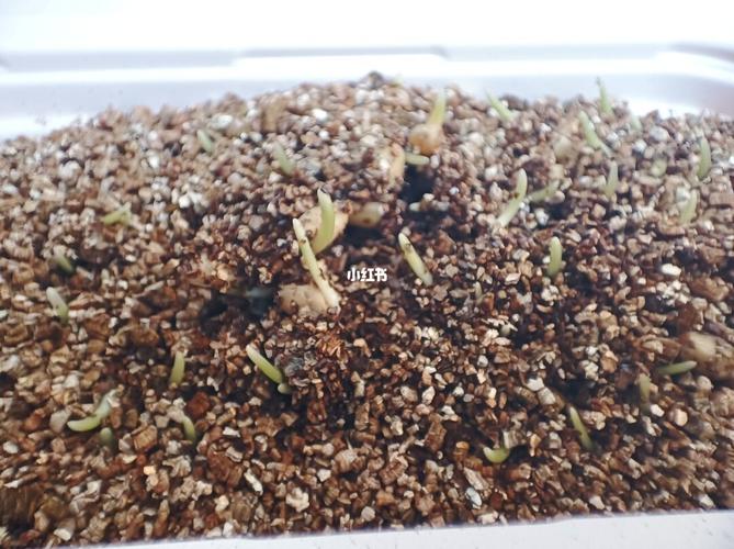 猫草发芽啦_猫草_宠物_猫