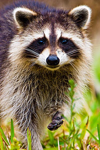 浣熊,杂食性动物,哺乳动物,北美,鳄鱼,美洲狮,熊,人,巨大