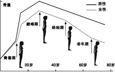 骨密度仪厂家告诉你怎么增加骨密度才有效