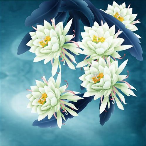 昙花
