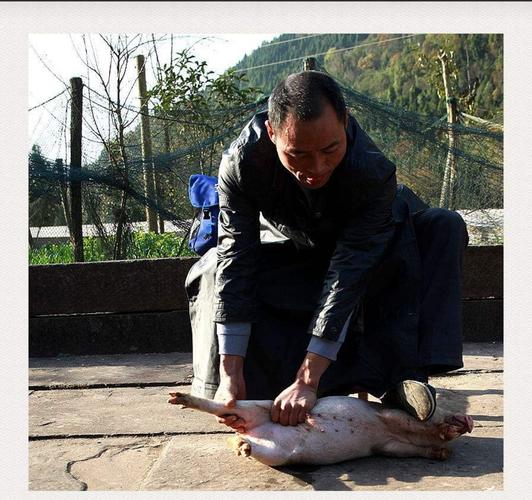 碎片集--阉猪