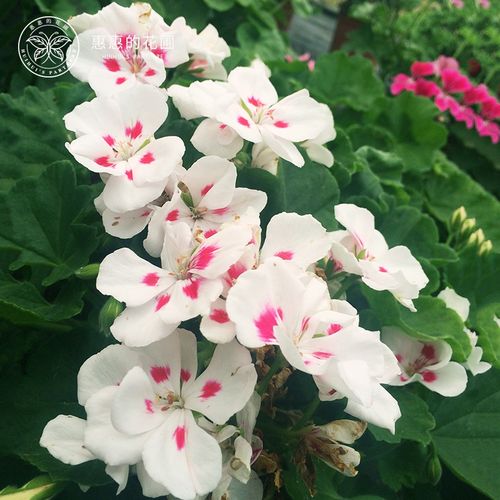惠惠的花圃 直立天竺葵  白飞溅小苗  花园庭院盆栽花卉