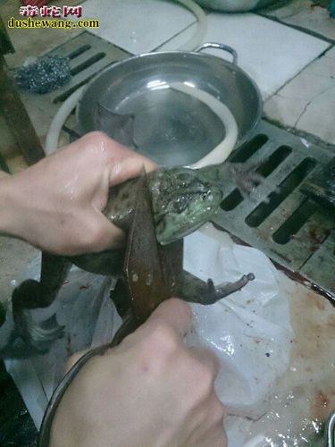 牛蛙怎么杀怎么杀牛蛙图解带视频