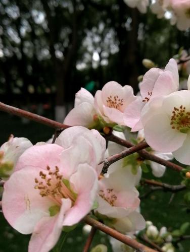 荆川公园海棠依然
