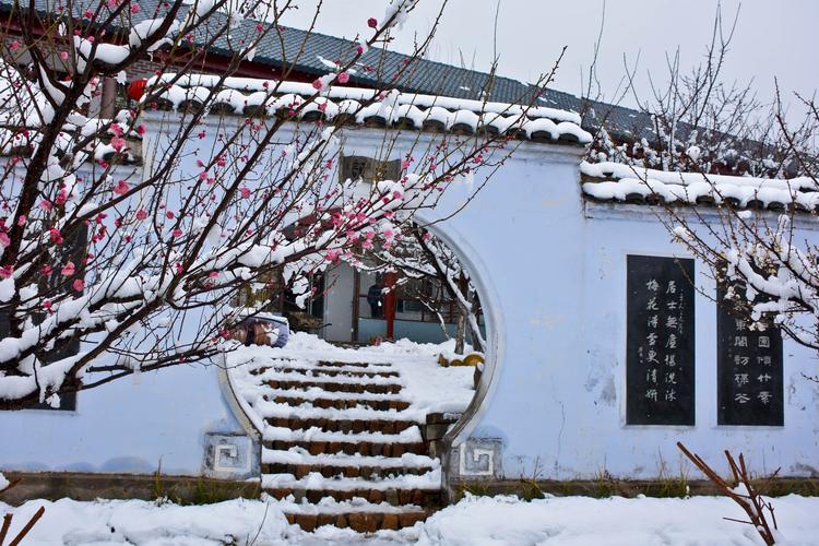 踏雪寻梅 (雪山梅园2021)