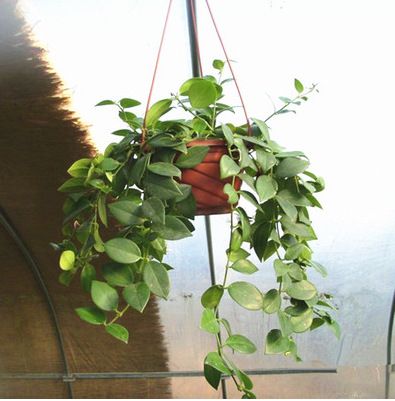 盆栽绿植 长年开花常绿植物【口红吊兰】家庭居室垂吊