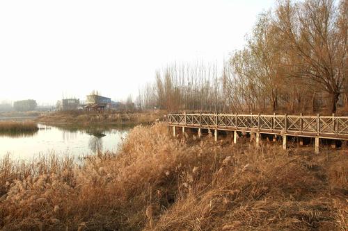 实拍郑州黄河湿地公园芦苇花