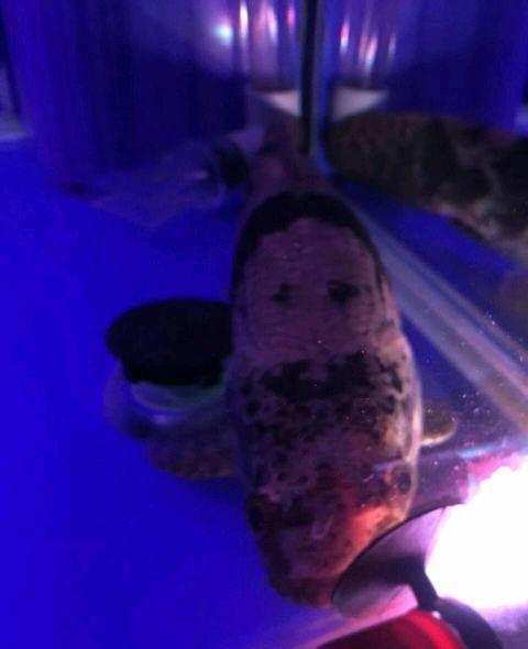 红斑牙鱼忍痛割爱