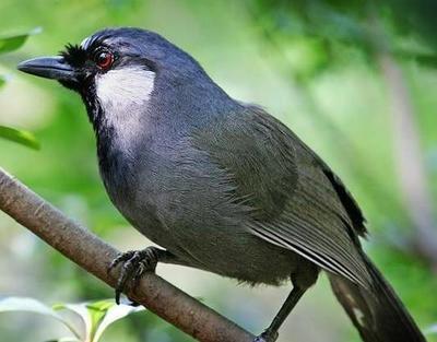 黑喉噪mei 珊瑚鸟 宠物活体鸟 观赏鸟 玩赏鸟 唱鸟 珊瑚鸟活体