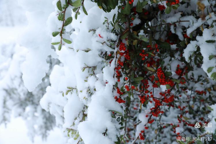 其它 下雪了 写美篇 2020年11月21日拍摄于晋城市吴王山