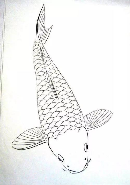 各种鱼的白描线稿画法